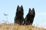 SCHIPPERKE 336